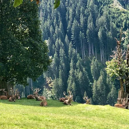 Apartment Haizelrock Kirchberg in Tirol