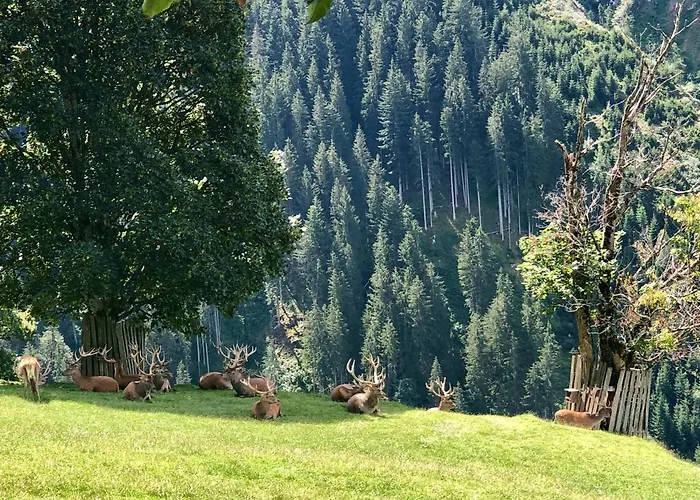 Apartment Haizelrock Kirchberg in Tirol